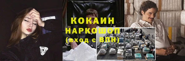 крисы Корсаков